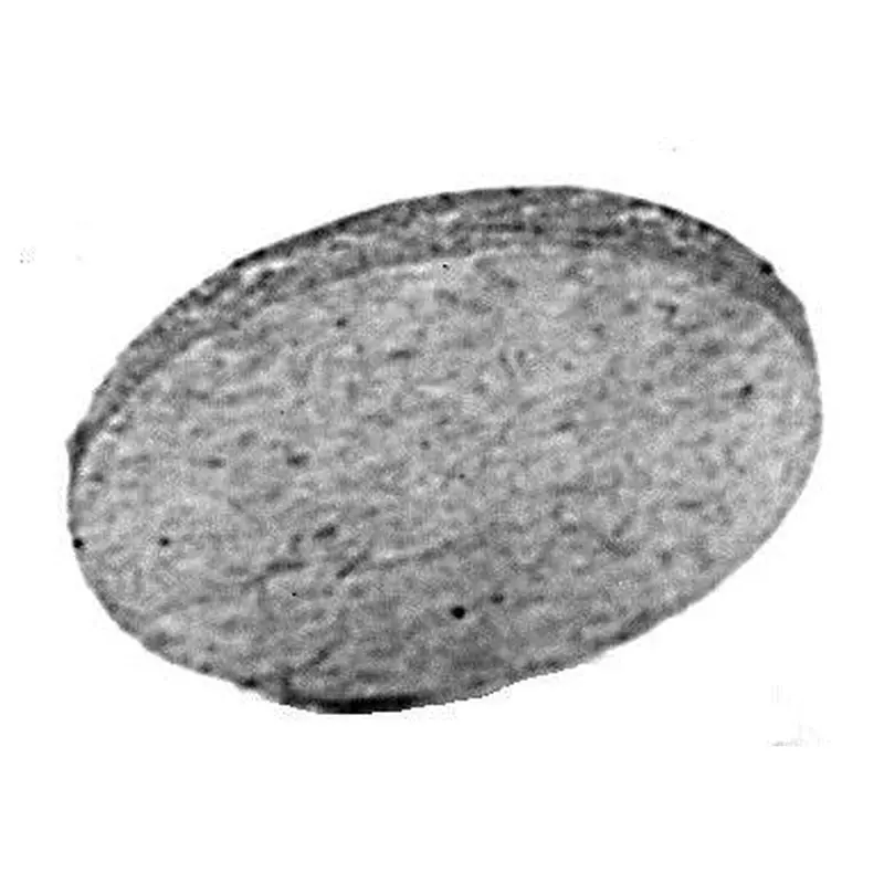 C.S. Osborne #45 Cardboard Wad 25Gr
